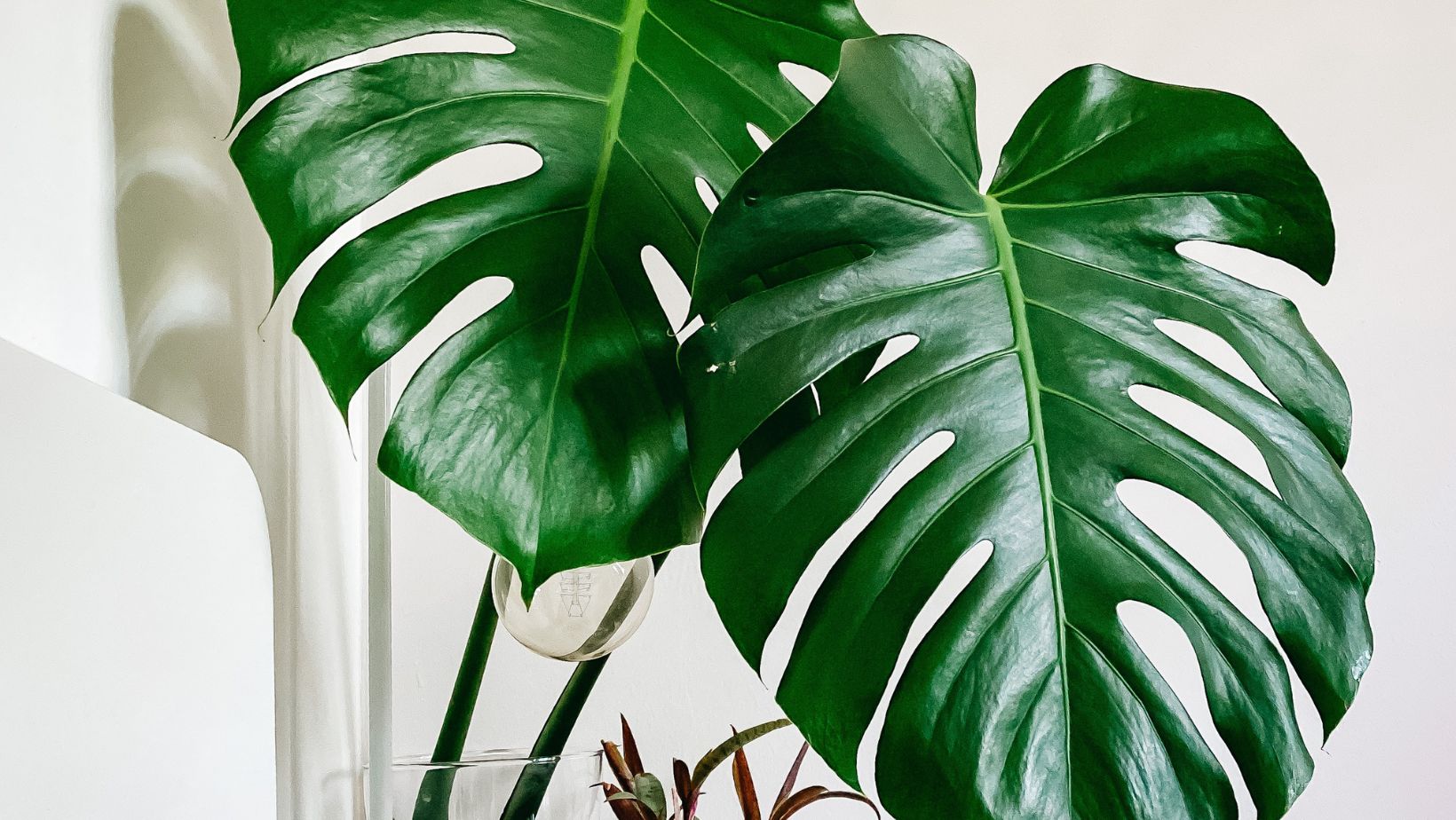 low light tall indoor plants